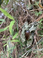 Pycnoscelus surinamensis