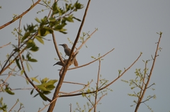 Campylorhynchus yucatanicus