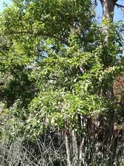 Pereskia