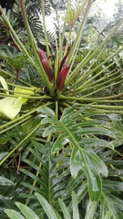 Philodendreae