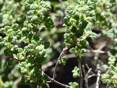 Clinopodium chandleri