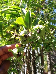 Pereskia
