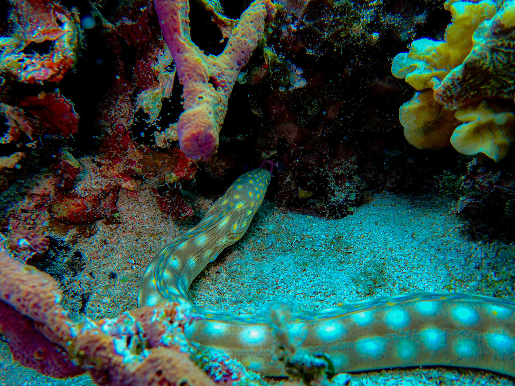 Sharptail Eel from Mar Caribe, MX on December 4, 2023 at 03:18 PM by ...