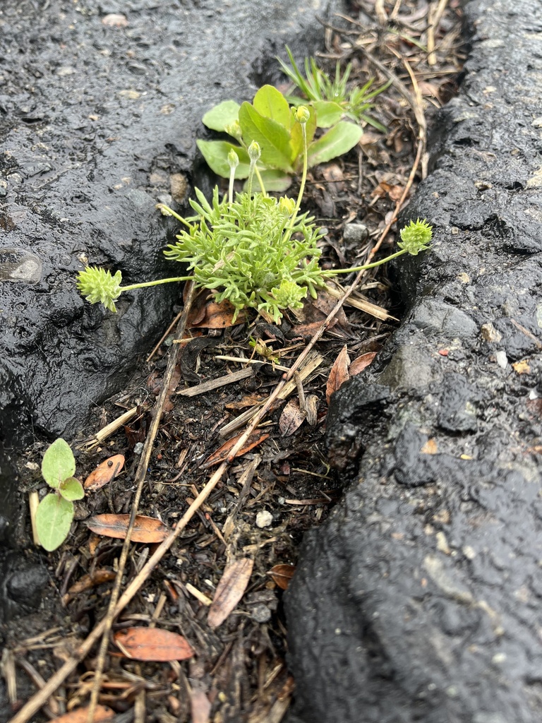 Curveseed Butterwort from Lightning Way, Union Gap, WA, US on March 27