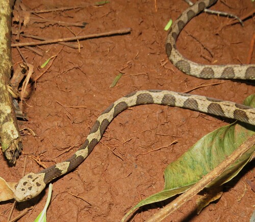 Neotropical Snail-eater