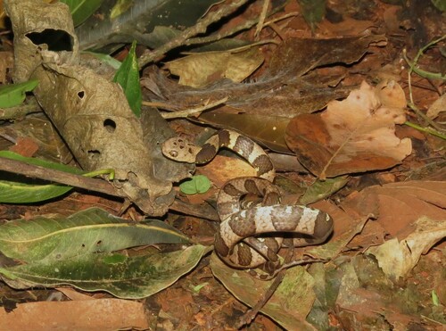 Neotropical Snail-eater