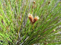Nevillea obtusissima