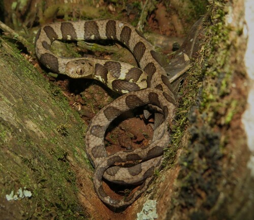 Neotropical Snail-eater