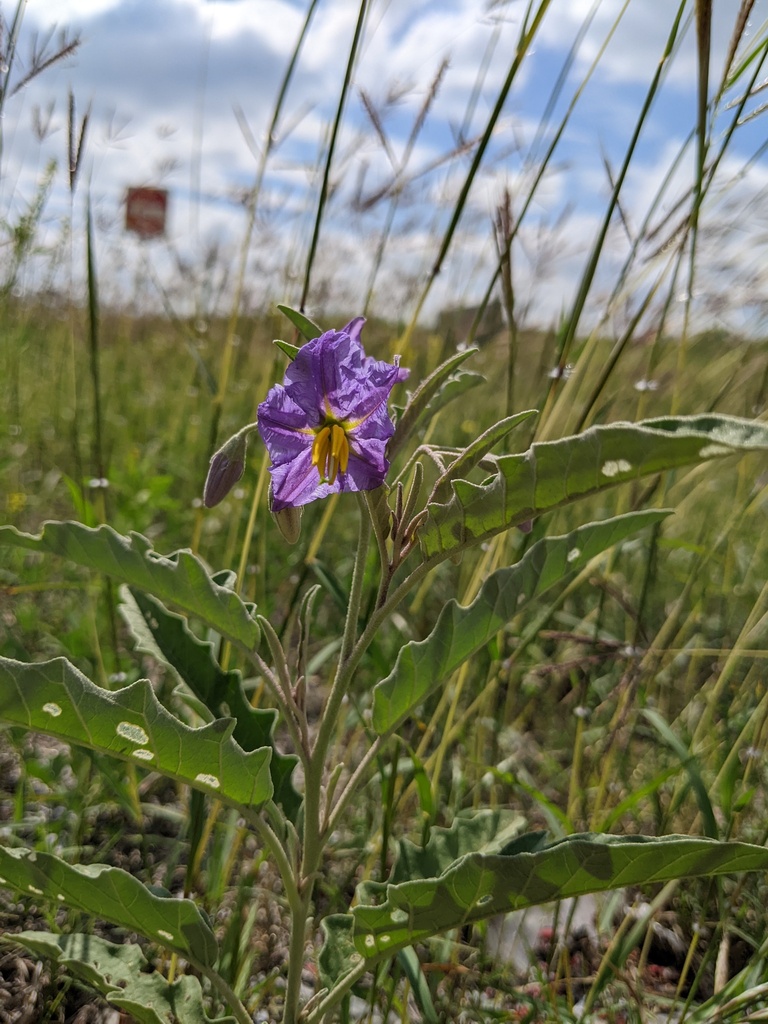 silverleaf nightshade from Atascosa County, TX, USA on March 23, 2024 ...