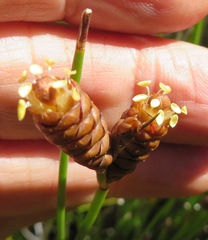 Nevillea obtusissima