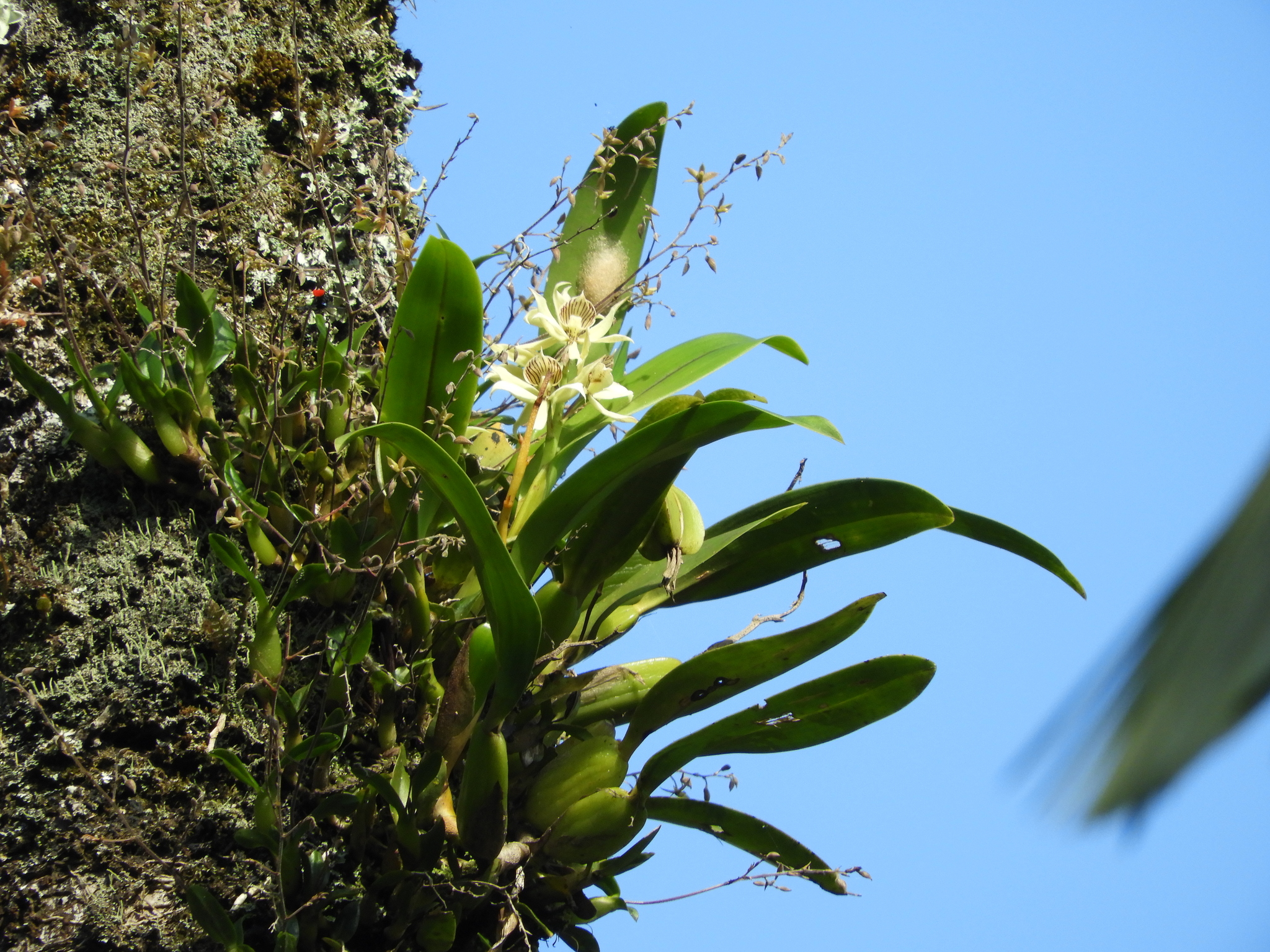 Imagem de Orquídea-batata