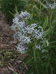 Amsonia illustris