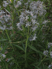 Amsonia illustris
