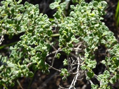 Clinopodium chandleri