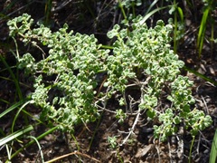 Clinopodium chandleri