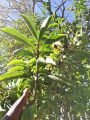 Pereskia