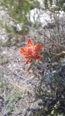 Castilleja lanata