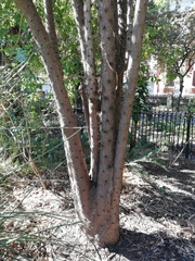 Pereskia