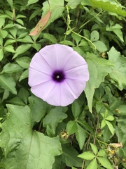 Ipomoea cairica