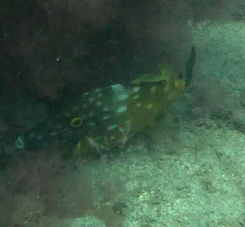 Photo of Whitespotted filefish (Cantherhines macrocerus)