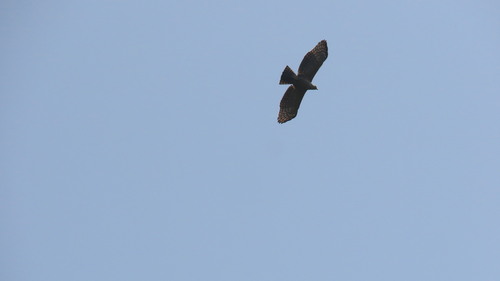 Legge's Hawk-Eagle (Nisaetus kelaarti), photo 5