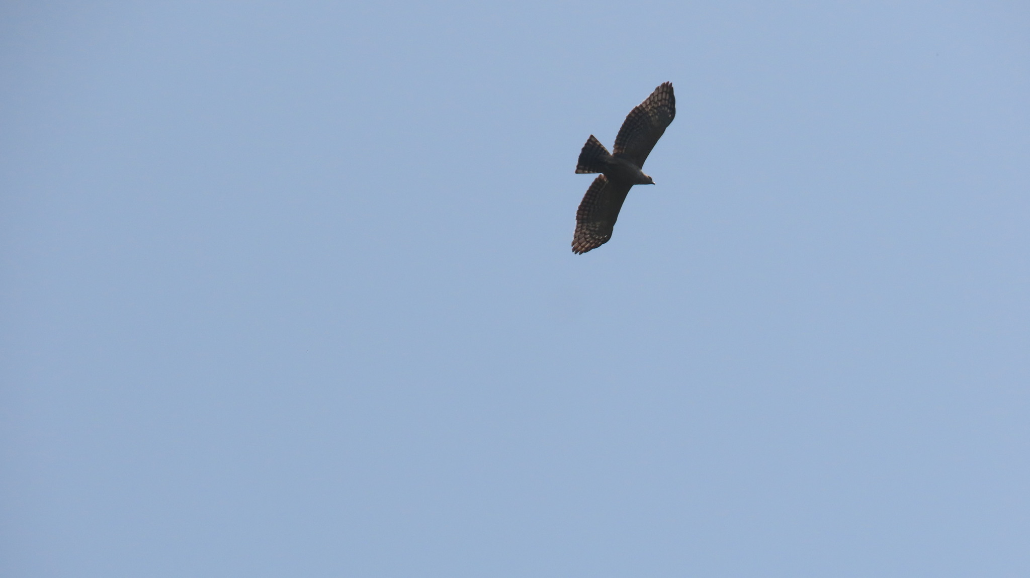 Legge's Hawk-Eagle (Nisaetus kelaarti), photo 4
