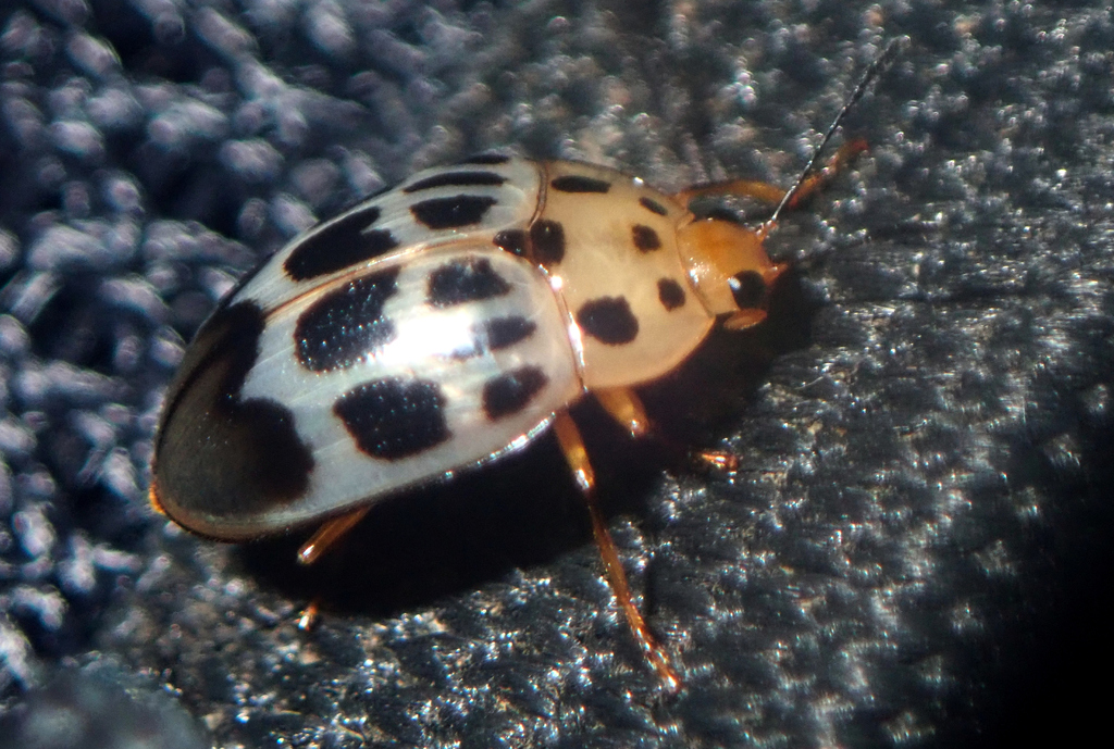 Prepopharus eduardoi
