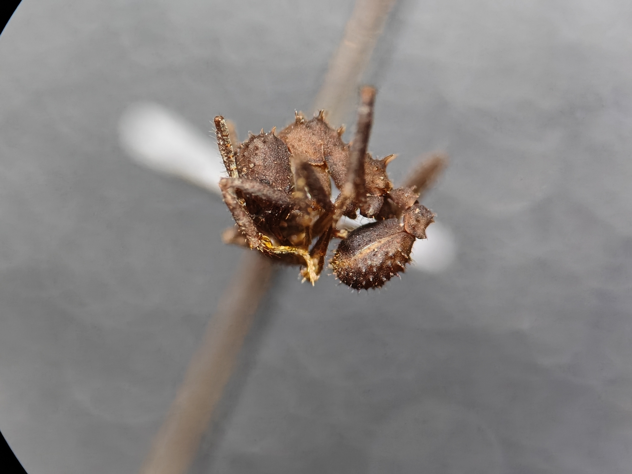 Paratrachymyrmex intermedius