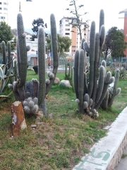 Oreocereus