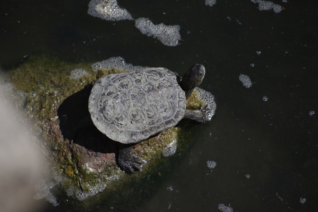 Mediterranean Pond Turtle from Almada, Portugal on August 10, 2023 at ...