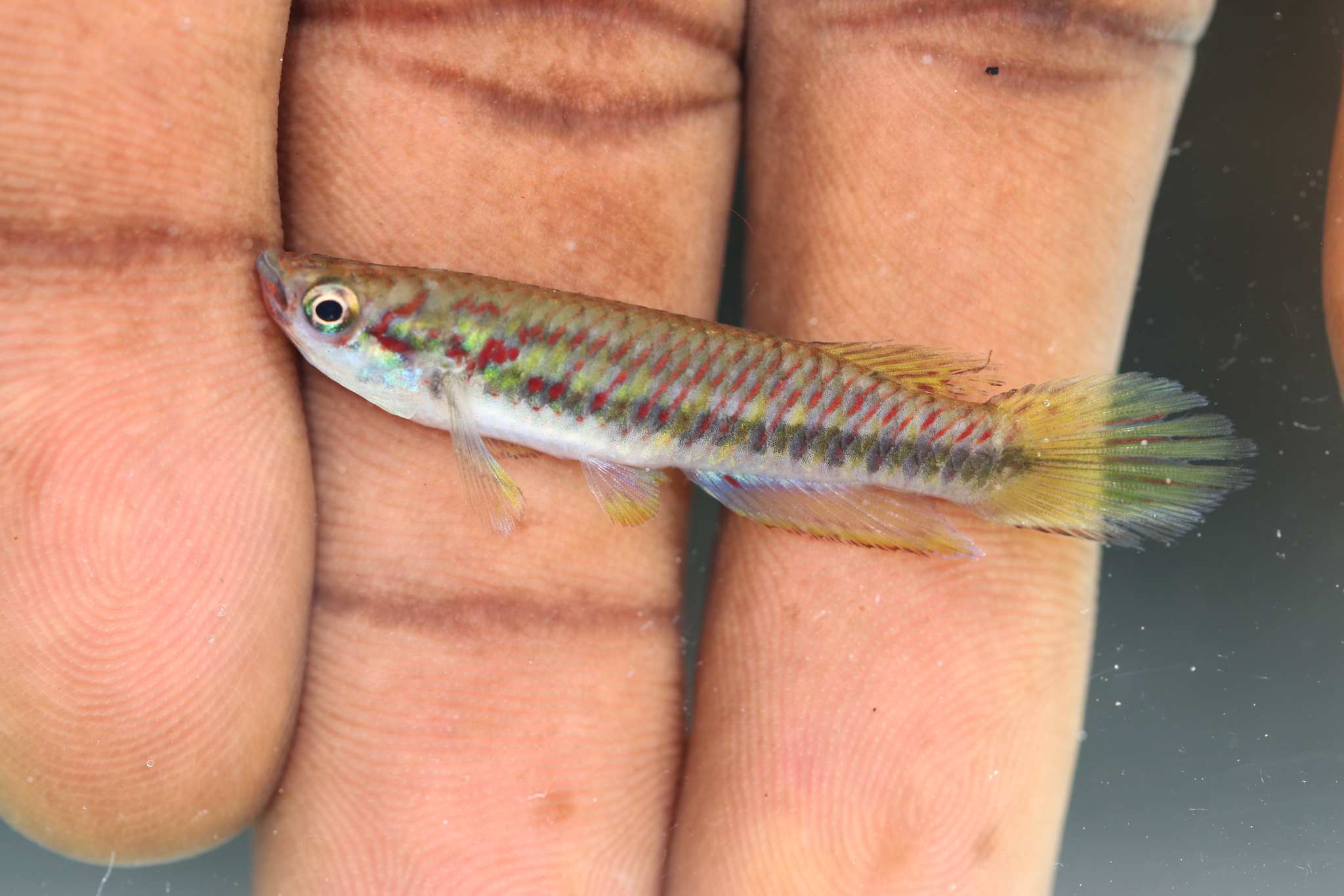 Epiplatys njalaensis