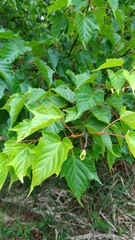 Acer morrisonense
