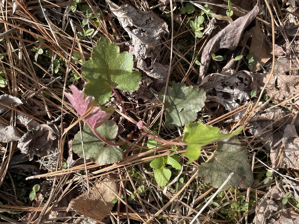 Heuchera caroliniana; photograph author not stated, no rights reserved