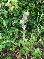 Stachys rigida quercetorum
