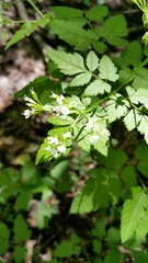 Osmorhiza longistylis