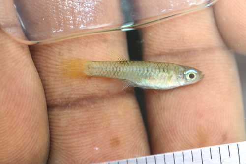 Blue-eye (Poropanchax normani) — Poeciliidae — 2