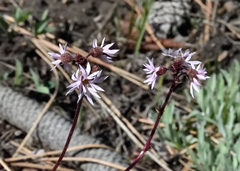 Lithophragma