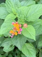 Lantana camara