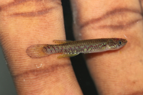 Chaytor's killi (Scriptaphyosemion chaytori) — Nothobranchiidae — 2