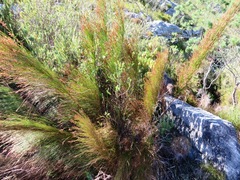 Restio subverticillatus