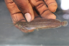Buettikofer's Catfish photo 3