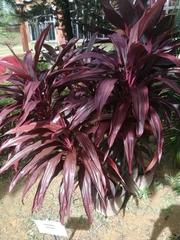 Cordyline fruticosa