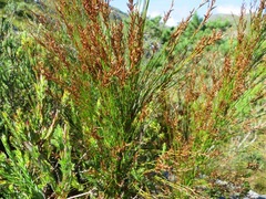 Restio subverticillatus