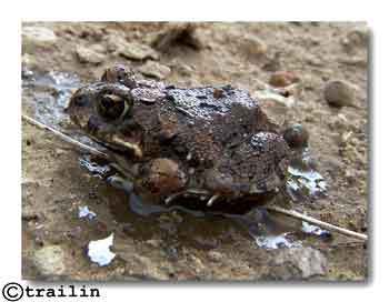 Kachowski's Sand Frog