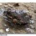 Kachowski's Sand Frog - Photo (c) Vlada Trailin, some rights reserved (CC BY-NC), uploaded by Vlada Trailin