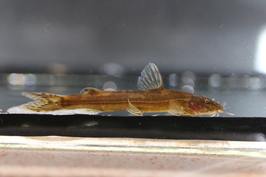 Mountain Barbel