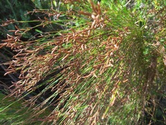 Restio subverticillatus