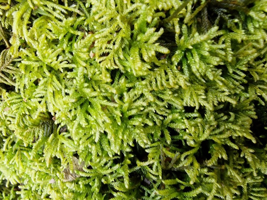 Common Striated Feather-moss in March 2024 by Sim Elliott · iNaturalist