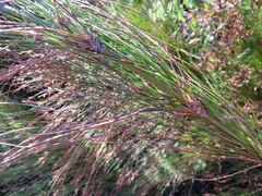 Restio subverticillatus