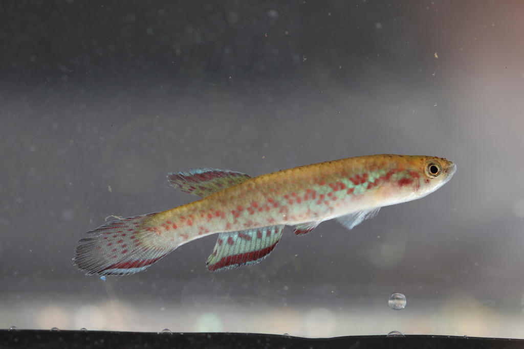 Chaytor's killi (Scriptaphyosemion chaytori) — Nothobranchiidae